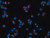 duolink(tm) in situ detection reagents farred (c15-1356-121)