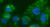 duolink(tm) in situ detection reagents green (c15-1356-123)