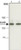 monoclonal anti-elks antibody produced in mouse