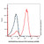 recombinant cd3 antibody (af555) (c007b-609678)