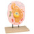Animal Cell Model (C003B-394007)