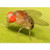 Drosophila melanogaster GenLysate , 150 g