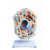Animal Cell Model (C003B-490502)