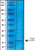 fibroblast growth factor-basic (c15-1424-967)