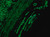 anti-mouse igg (whole molecule)-fitc antibody produced in rabbit (c15-1425-189)