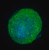 visikol(r) histo-m(tm) (c15-1444-846)