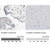 anti-fcgr2a antibody produced in rabbit (c15-1447-439)