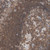 anti-spink6 antibody produced in rabbit