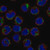 anti-agpat5 antibody produced in rabbit (c15-1447-625)