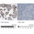 anti-pvr antibody produced in rabbit (c15-1447-800)