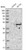 anti-actl8 antibody produced in rabbit