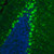 anti-bcar1 antibody produced in rabbit