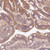 anti-xiap antibody produced in rabbit