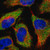 anti-trex1 antibody produced in rabbit (c15-1458-965)
