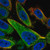anti-tctex1d2 antibody produced in rabbit
