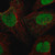 anti-sirt1 antibody produced in rabbit (c15-1460-981)