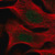 anti-tia1 antibody produced in rabbit