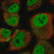 anti-hey1 antibody produced in rabbit (c15-1464-369)