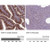 anti-mvp antibody produced in rabbit (c15-1464-716)