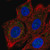 anti-cox15 antibody produced in rabbit (c15-1465-019)