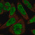 anti-gli1 antibody produced in rabbit (c15-1465-567)