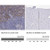 anti-selplg antibody produced in rabbit