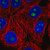 anti-surf6 antibody produced in rabbit (c15-1466-588)