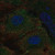 anti-mlkl antibody produced in rabbit