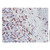 cd8 alpha mouse mab (c09-1573-792)