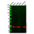 recombinant crcp antibody (c09-1610-588)