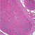 prepsld nerve cells animal