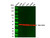 raji whole cell lysate