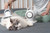 Vacuumable Pet Groomer Pet Grooming Vacuum Cleaner