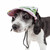 Pet Life 'Botanic Bark' Floral Uv Protectant Adjustable Fashion Dog Hat Cap Pet Life 'Botanic Bark' Floral Uv Protectant Adjustable Fashion Dog Hat Cap