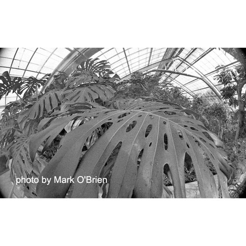 Film Photography Project Dracula 35 Black and White Negative Film (35mm