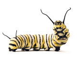 Curious Critters with David FitzSimmons
