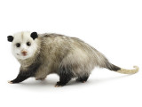 Curious Critters with David FitzSimmons