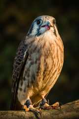 Birds of Prey Photography Experience Class