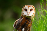 Into the Wild: Bird Photography Experience (Woodlands) 
