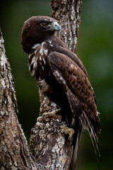 Into the Wild: Bird Photography Experience (Woodlands) 