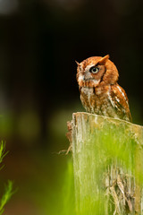 Into the Wild: Bird Photography Experience (Woodlands) 