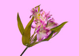 Floral Photography Artistry Class