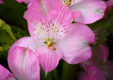Floral Photography Artistry Class