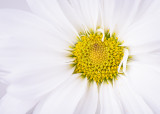 Floral Photography Artistry Class