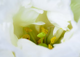 Floral Photography Artistry Class