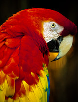 Wildlife Photography 101 with Sean Halloran