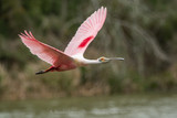 Texas Wading Bird Rookery Photography Workshop