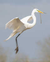 Texas Wading Bird Rookery Photography Workshop