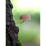 OM SYSTEM Tough TG-7 Digital Camera (Black) (V110030BU000)