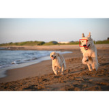 Nikon Zf Mirrorless Camera (1761)